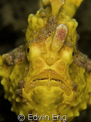 Frowning Froggie! Taken in Lembeh with Canon G9. by Edvin Eng 